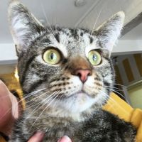 Oz Animal Hospital Lincoln Park ico