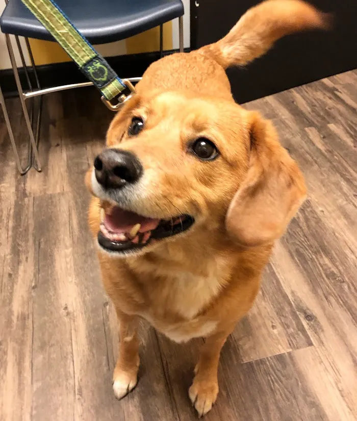 Oz Animal Hospital Lincoln Park 10