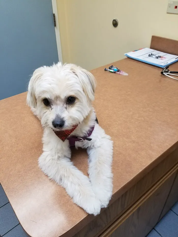VCA Lake Shore Animal Hospital 9