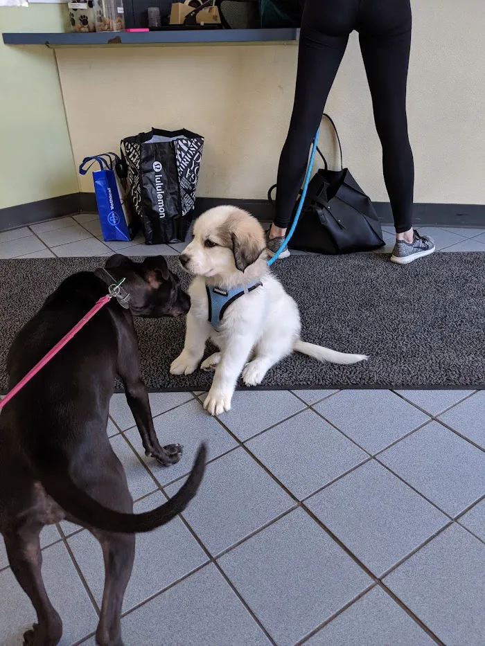 VCA Lake Shore Animal Hospital 10