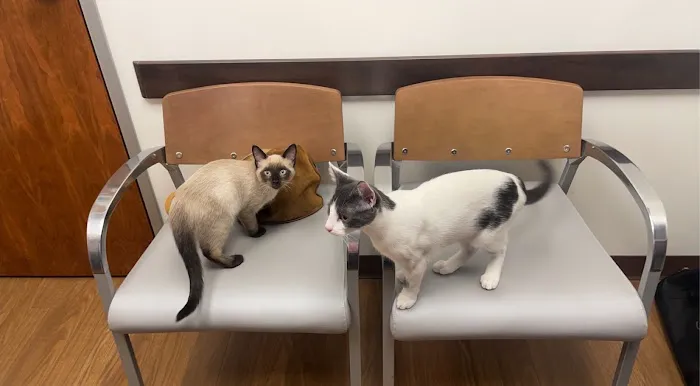 VCA Lake Shore Animal Hospital 6