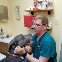 VCA Lake Shore Animal Hospital ico