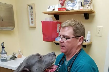 VCA Lake Shore Animal Hospital
