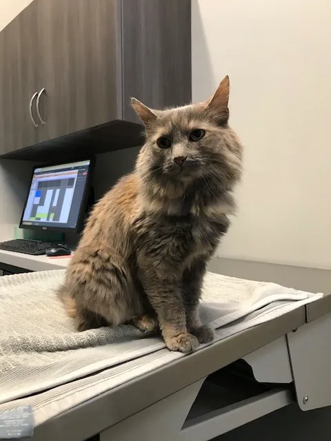 Wagnolia Veterinary Clinic 12