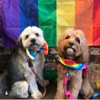 Companion Animal Hospital River North ico