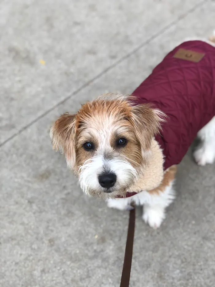 Companion Animal Hospital River North 12
