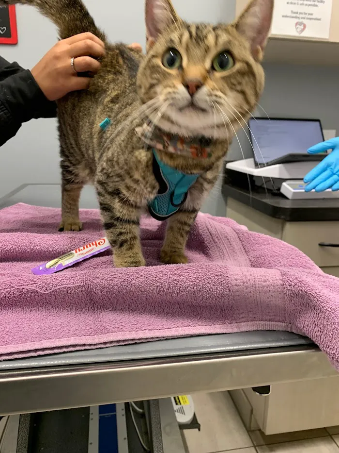 Companion Animal Hospital River North 12