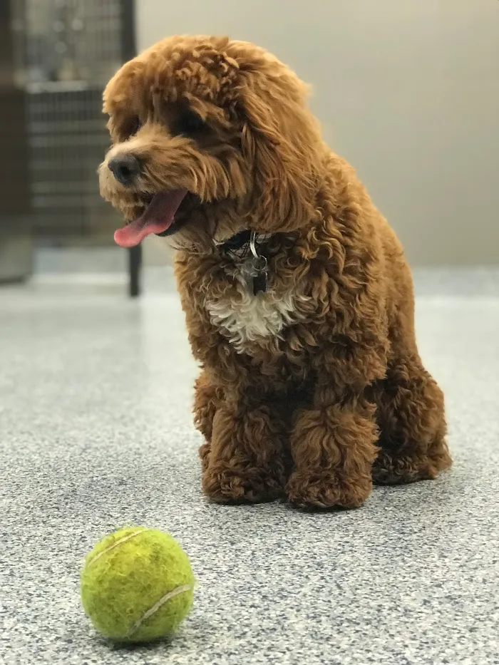 Companion Animal Hospital River North 12