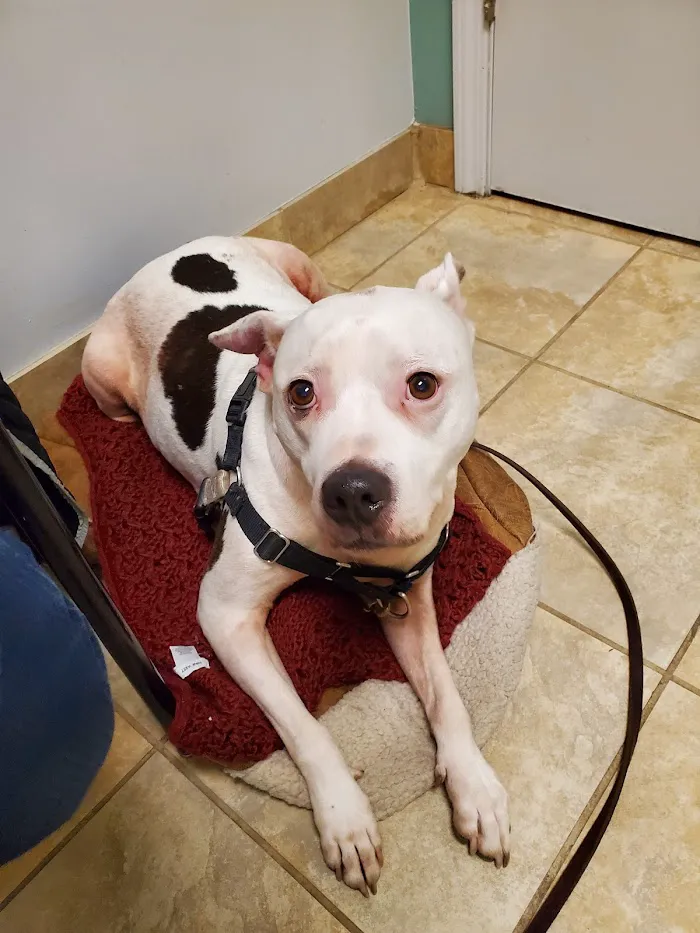 My Vet Animal Hospital 12