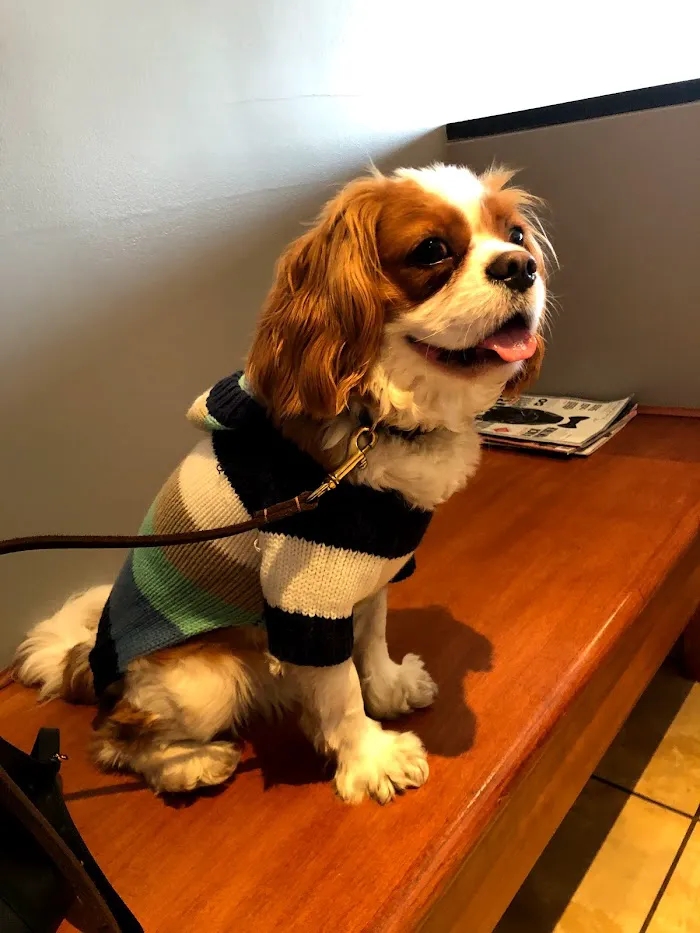My Vet Animal Hospital 12