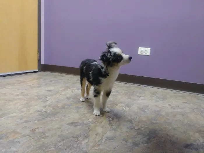 Duke Animal Hospital 12