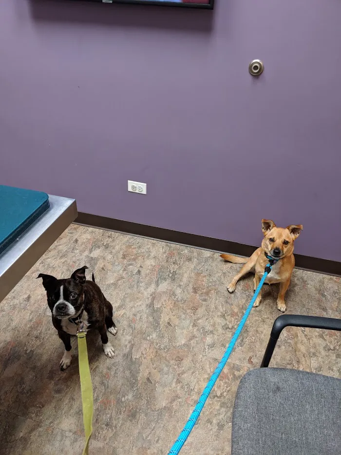 Duke Animal Hospital 12