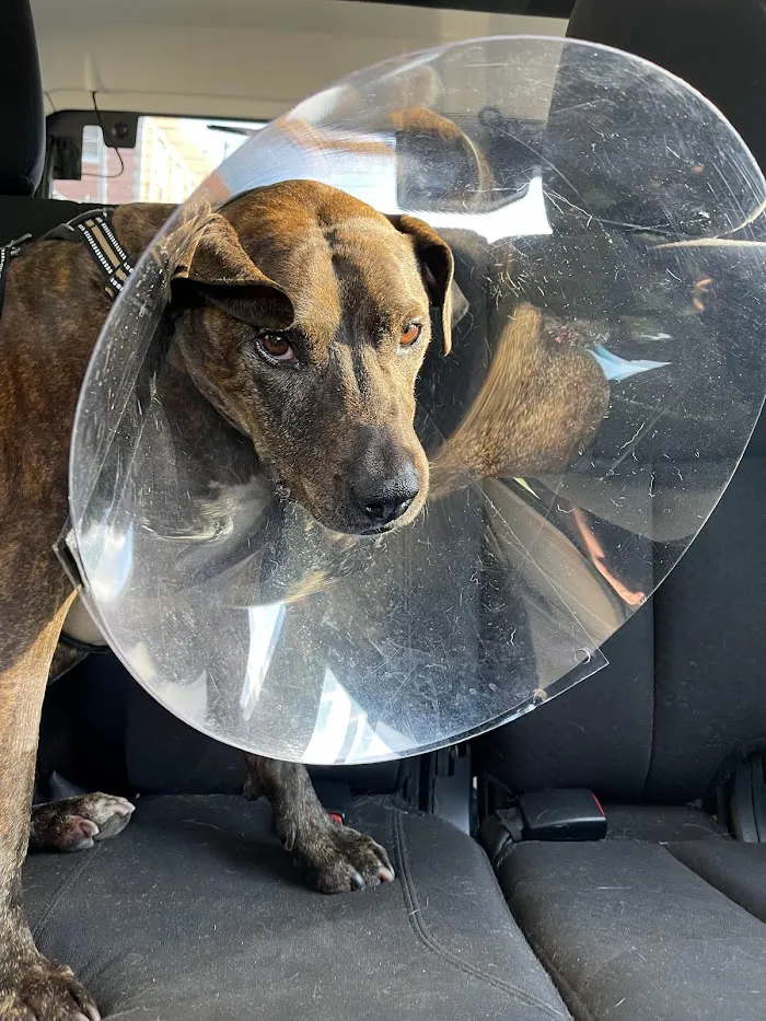 Duke Animal Hospital 12