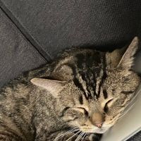 Duke Animal Hospital ico