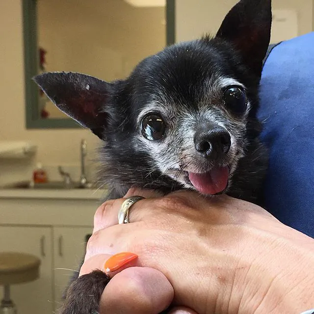 North Avenue Animal Hospital 8