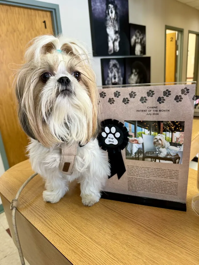 North Avenue Animal Hospital 2