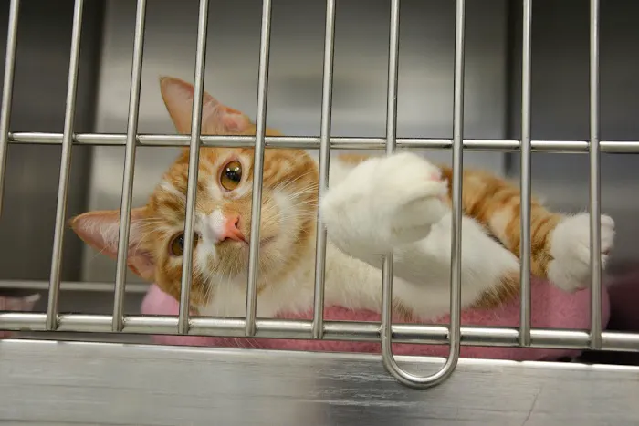 North Avenue Animal Hospital 4