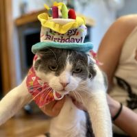North Avenue Animal Hospital ico