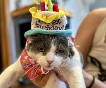 North Avenue Animal Hospital