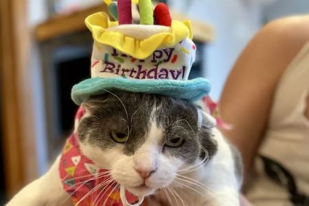 North Avenue Animal Hospital