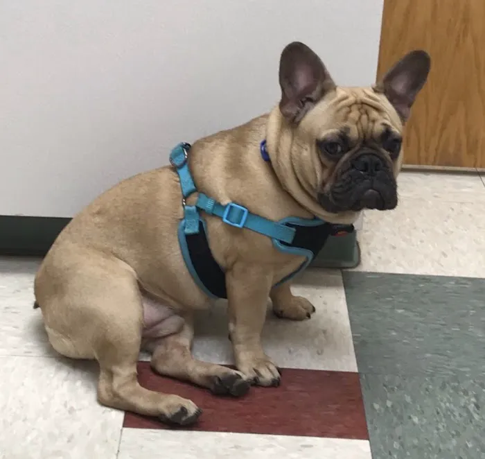 North Avenue Animal Hospital 7