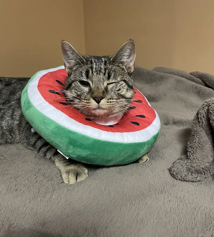 North Avenue Animal Hospital 9