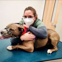 Heal Veterinary Clinic ico