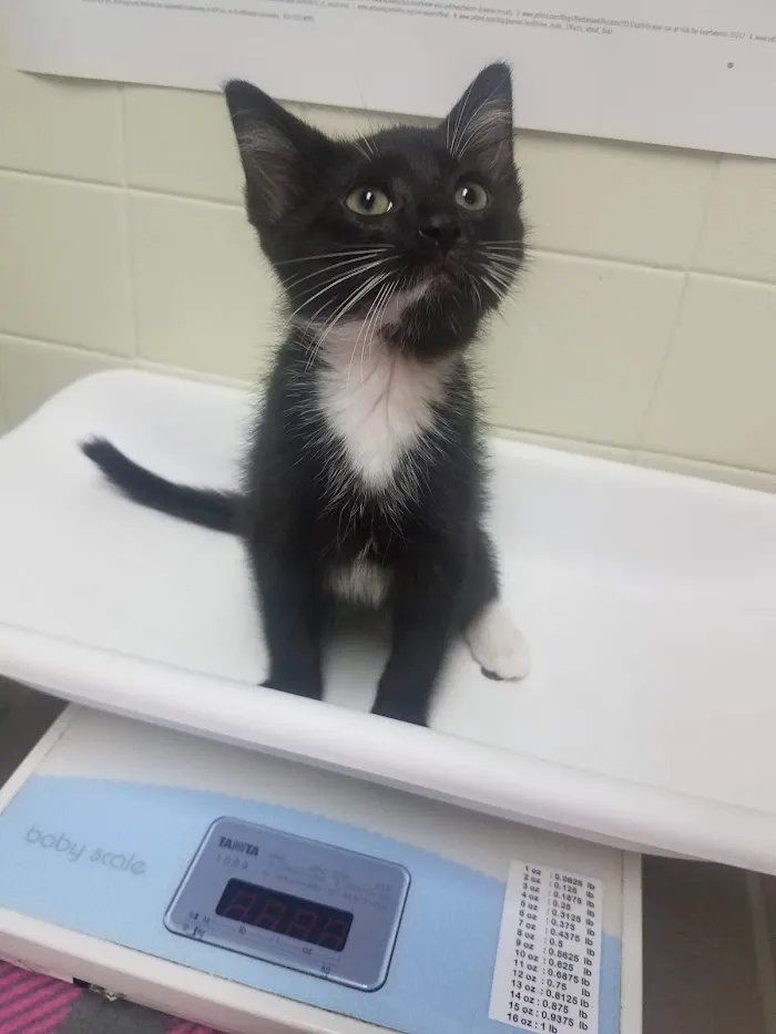 VCA Chicago North Animal Hospital 4