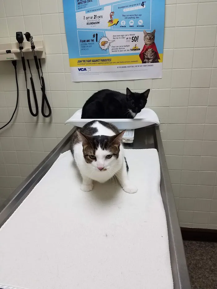 VCA Chicago North Animal Hospital 9