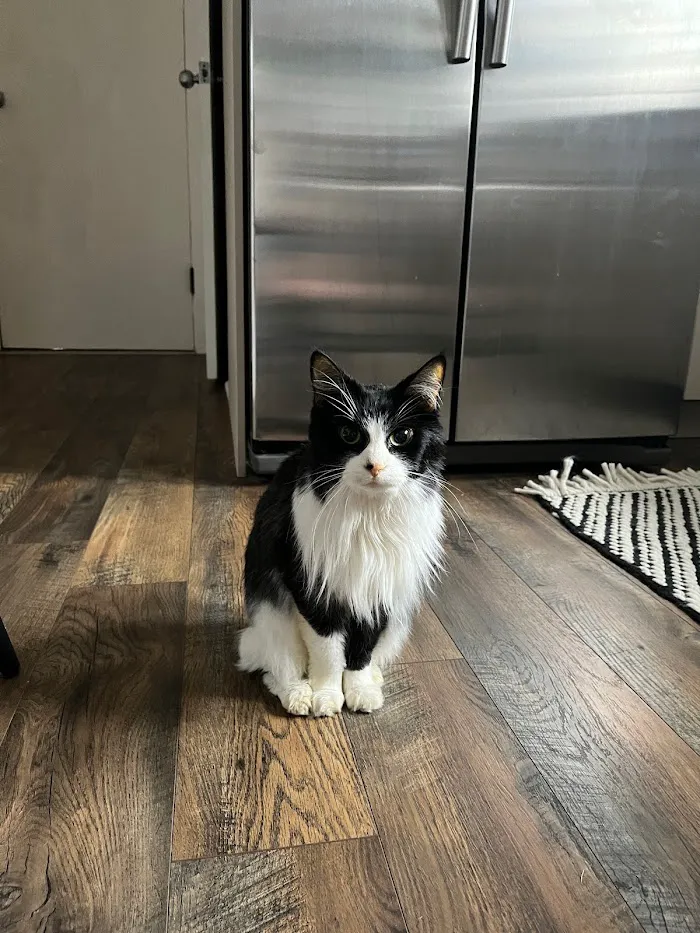 Logan Square Animal Hospital 12