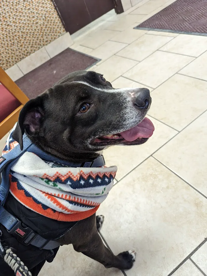 Logan Square Animal Hospital 12