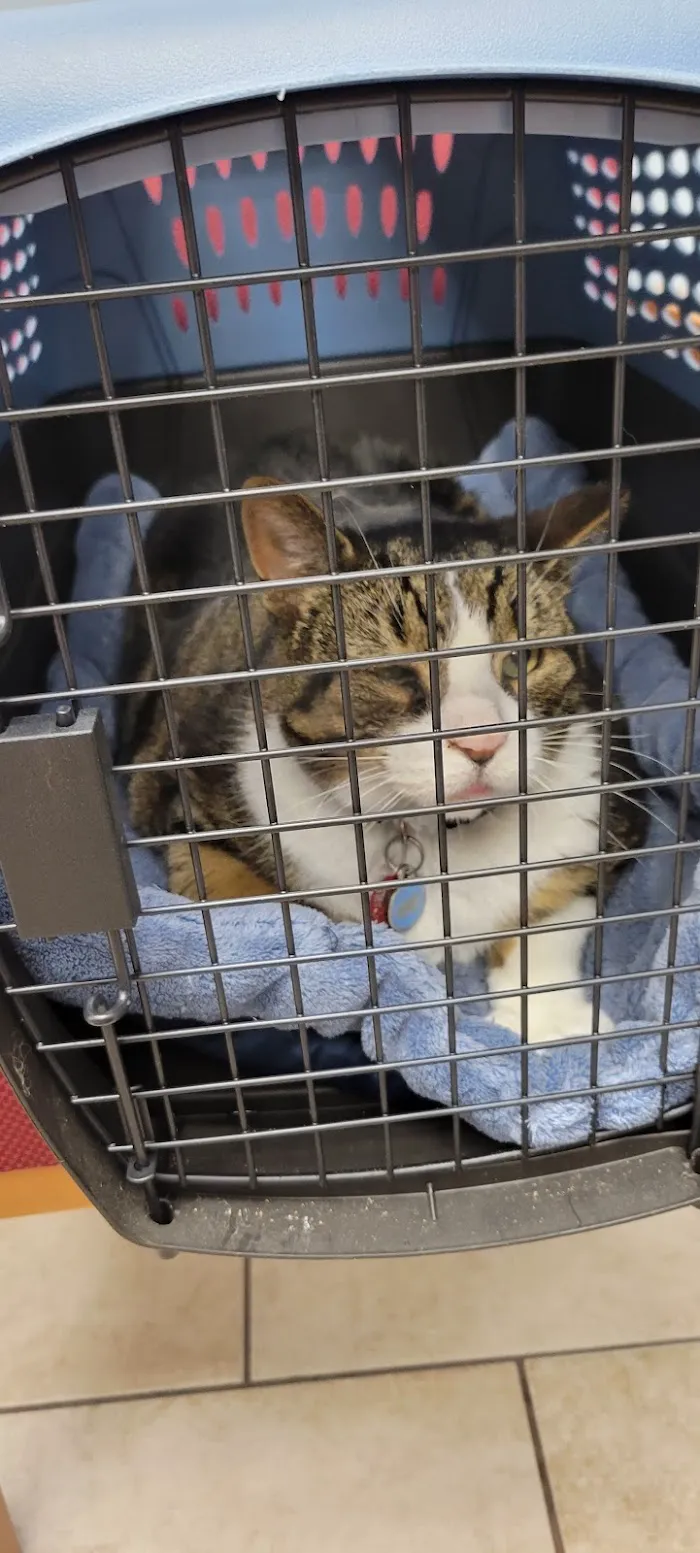 Logan Square Animal Hospital 12