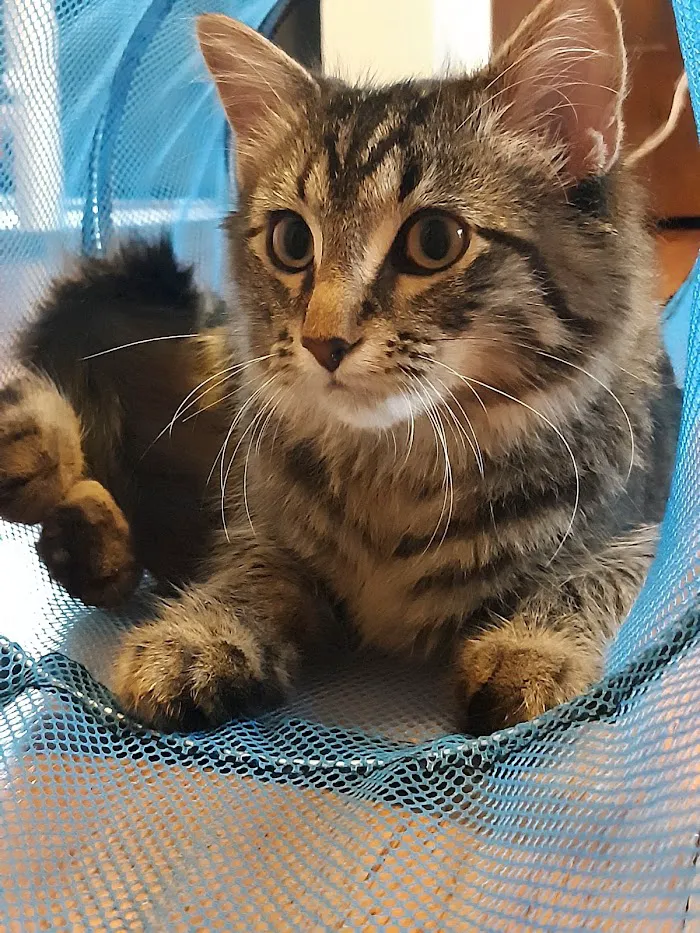 Paws and Feathers Veterinary Clinic Inc 12