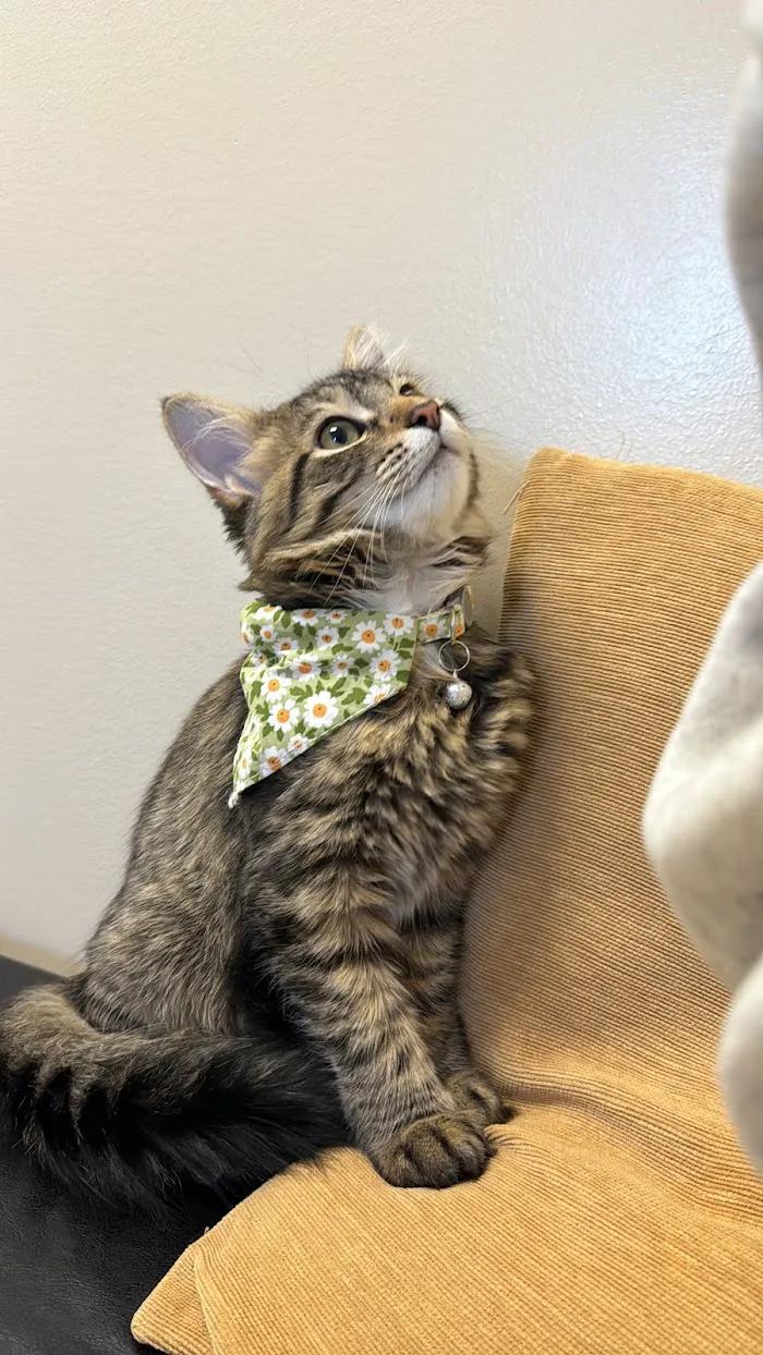 Vetco Total Care Animal Hospital 12