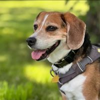 Vetco Total Care Animal Hospital ico