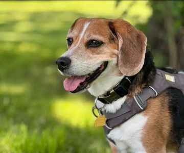 Vetco Total Care Animal Hospital