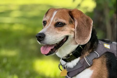Vetco Total Care Animal Hospital