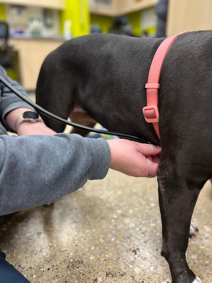 Vetco Total Care Animal Hospital 12