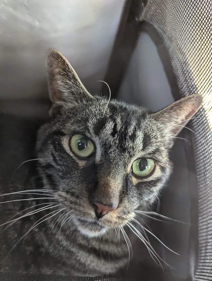 Vetco Total Care Animal Hospital 12