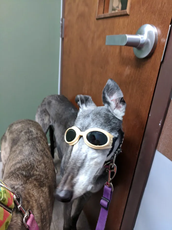 Pets First 12