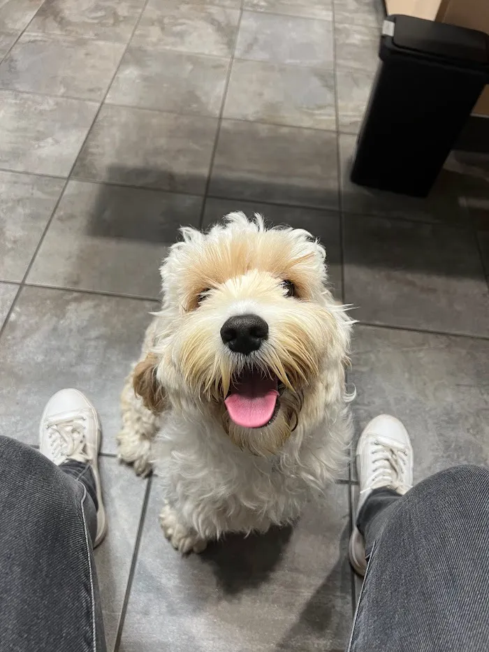 Pets First 12