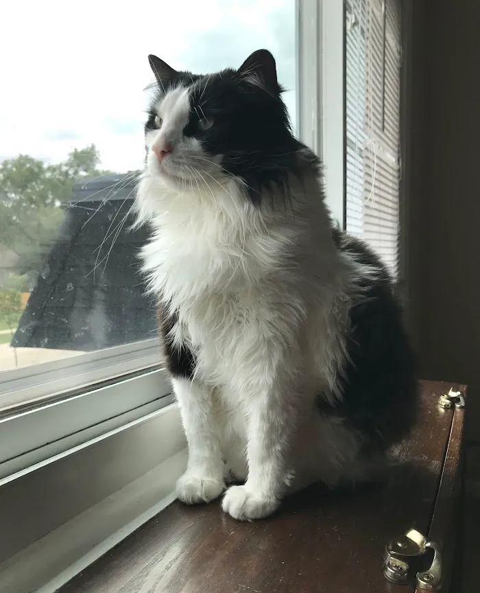 Pets First 12