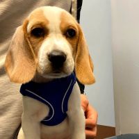 Pets First ico