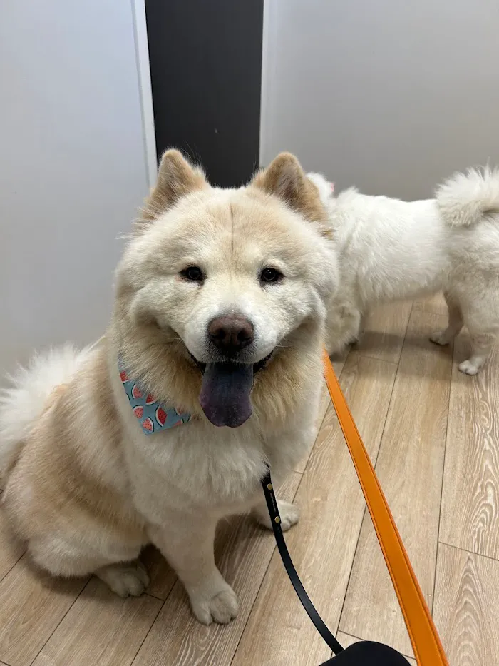 Ukrainian Village Veterinary Center 12