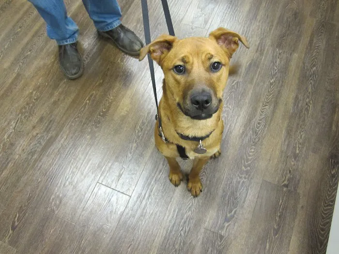 Metropolitan Veterinary Center 7