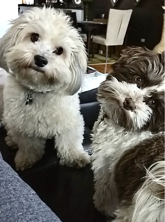 Metropolitan Veterinary Center 9