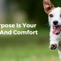 Village West Veterinary ico