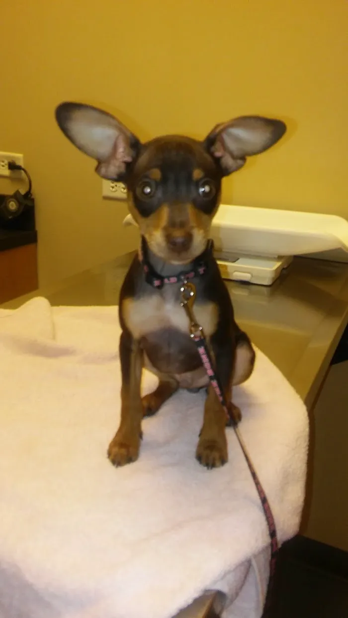 Village West Veterinary 10