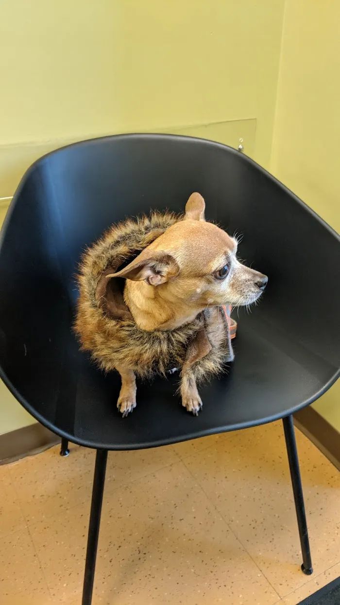 Wicker Park Veterinary Clinic 5