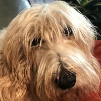 Wicker Park Veterinary Clinic ico